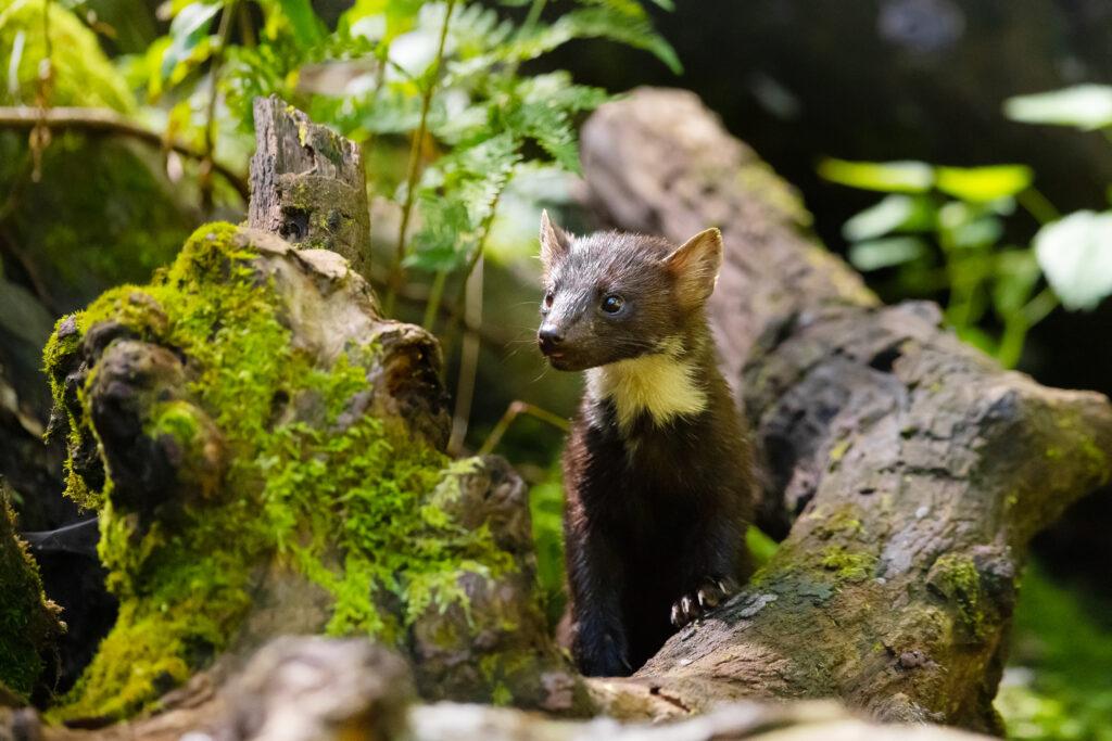 Marder-Löcher im Garten – Ursachen, Lösungen und Prävention