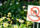 Johanniskraut im Garten verboten: Was Sie wissen sollten